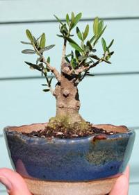 Annual art market features bonsai artist | Arts & Entertainment |  bozemandailychronicle.com