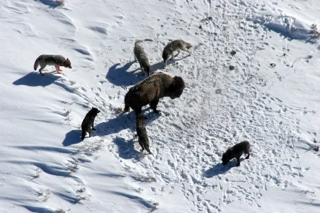 Wolf pack hunting bison