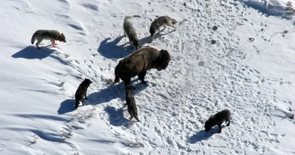Yellowstone’s oldest wolf pack leaves the park, raising fears for its future
