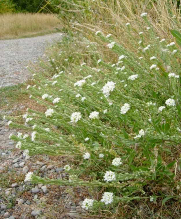 Keep eye out for small, whiteflowered noxious weed News