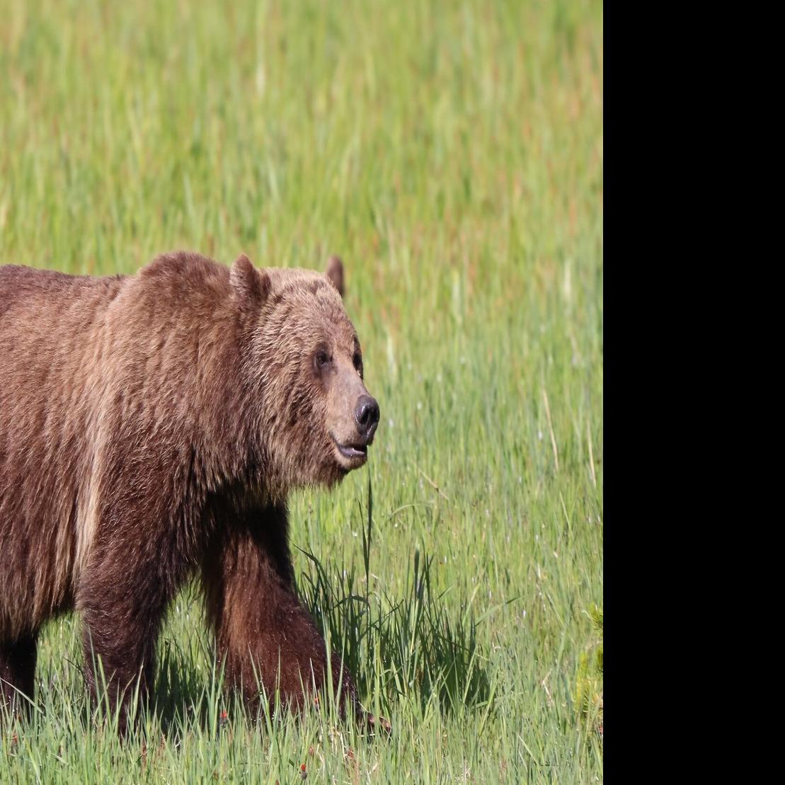 grizzly dsip Bears Are One Step Closer to Losing Federal Protections The Ice Divider is not intended to be used as a substitute for ice FWP changes tone on bears