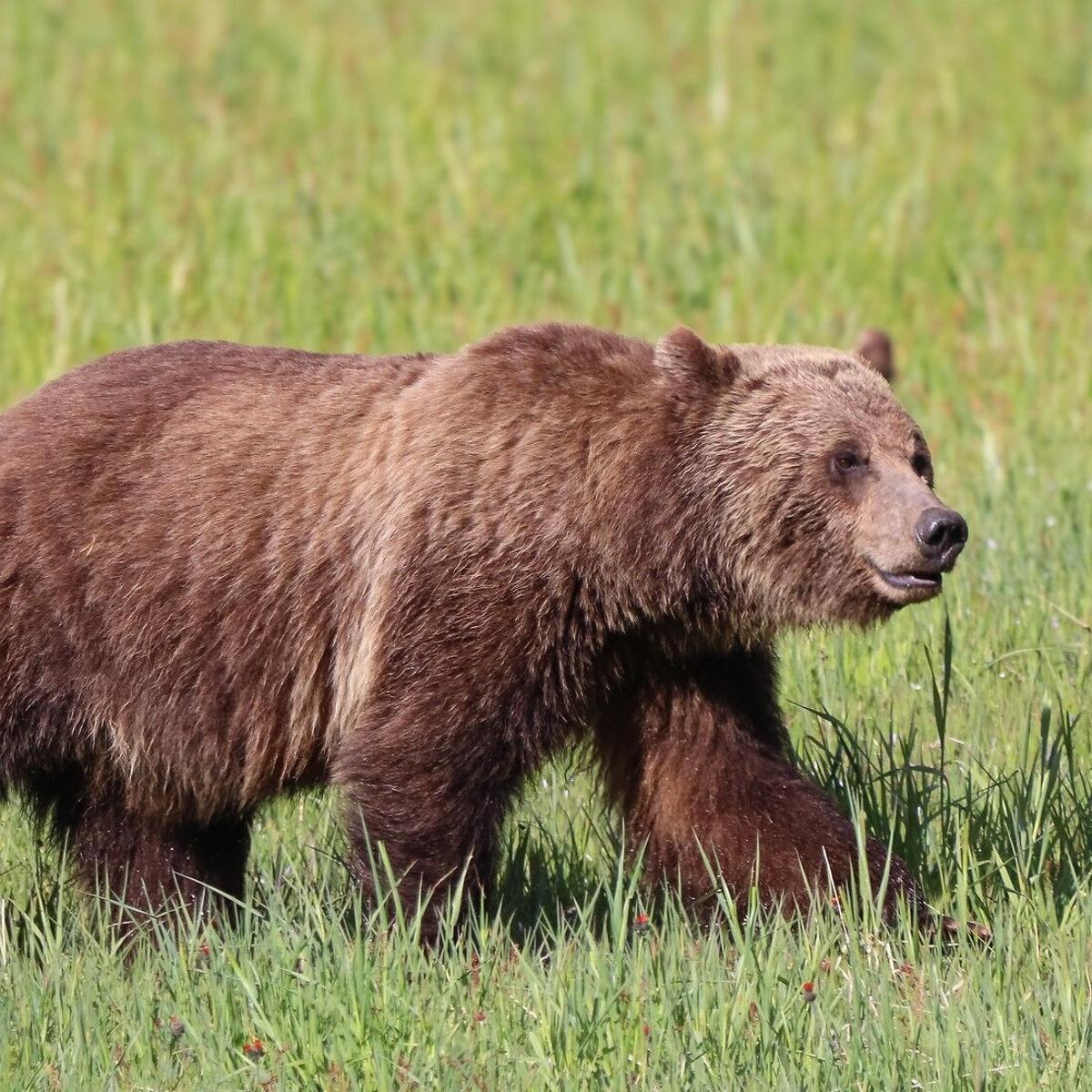 grizzly dsip Bears Are One Step Closer to Losing Federal Protections The Ice Divider is not intended to be used as a substitute for ice FWP changes tone on bears