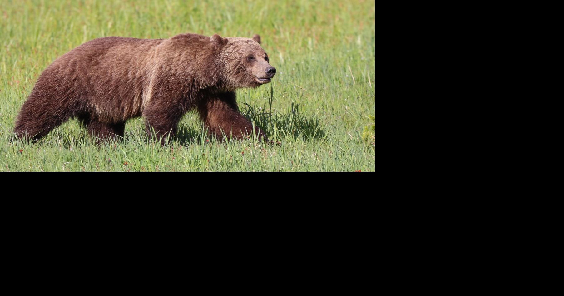 With possible grizzly delisting on the horizon, Montana FWP changes tone on bears