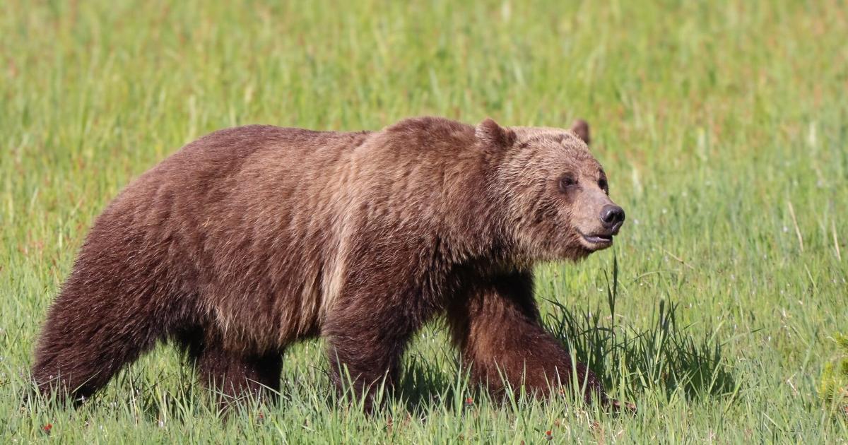 With possible grizzly delisting on the horizon, Montana FWP changes tone on bears