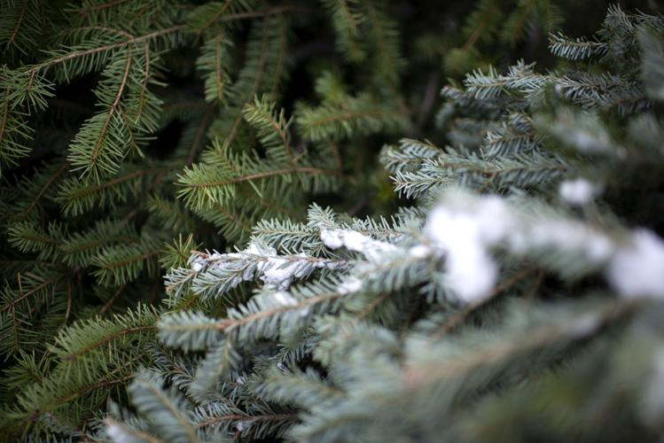 Christmas tree dropoff sites are open around Bozeman News