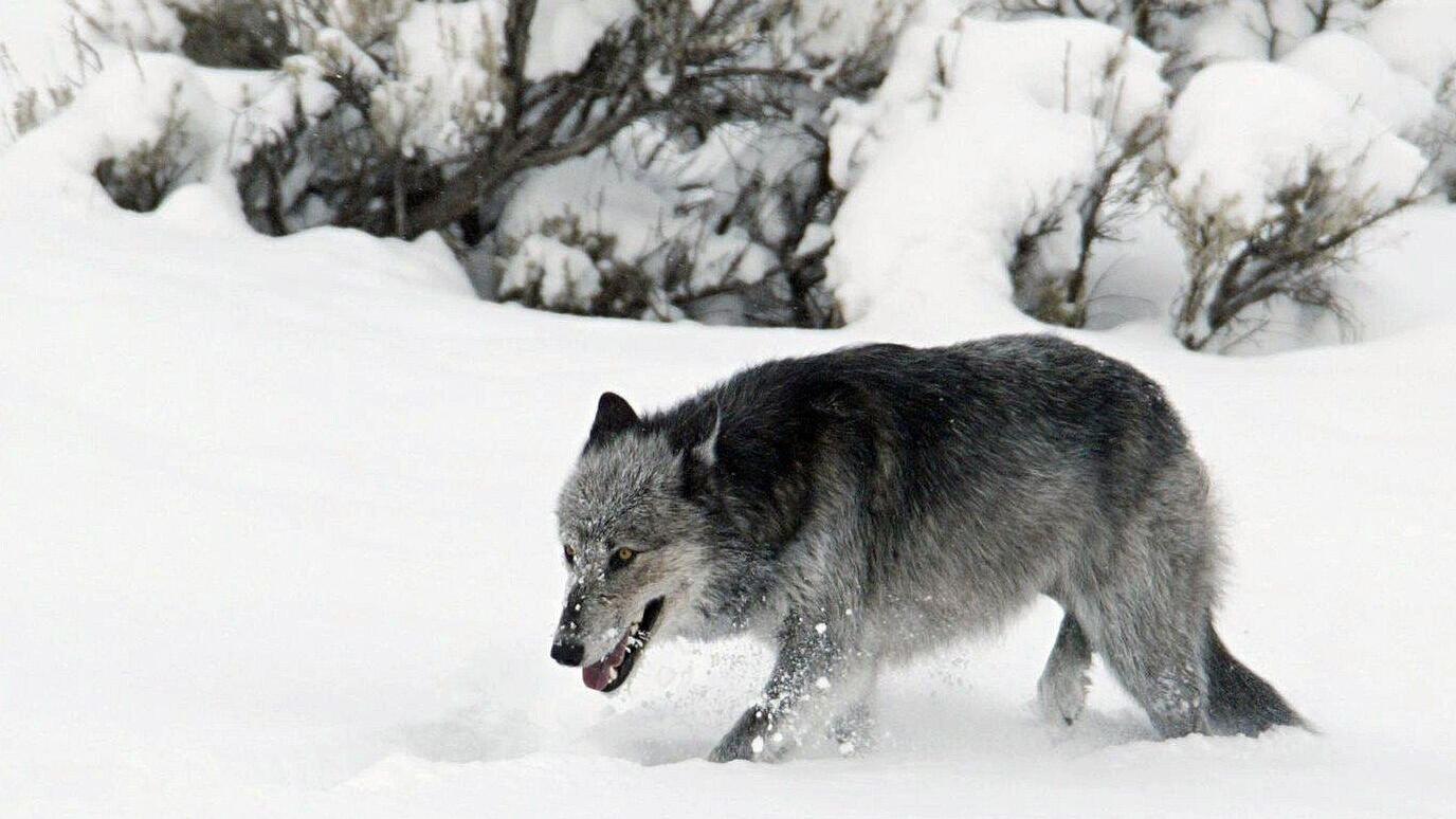 Bill to extend Montana wolf hunting season voted down