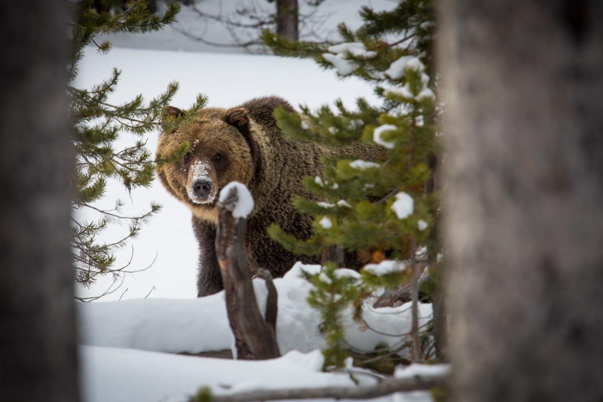 Grizzly bear (copy)