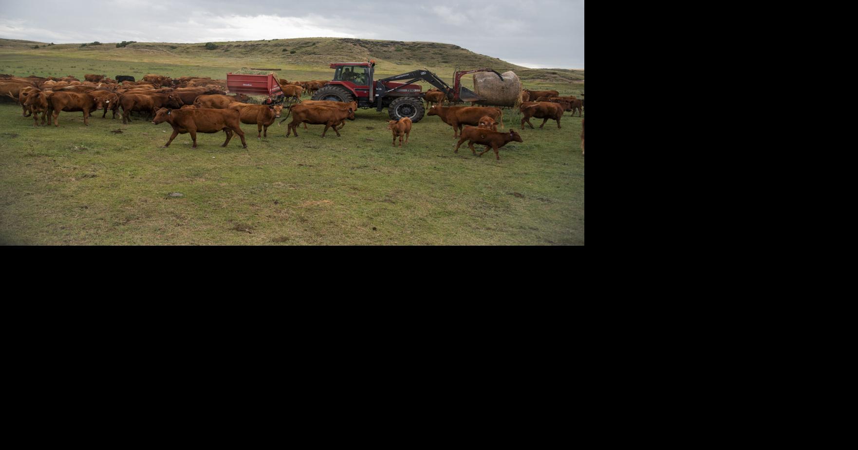 'More than just land': Cattle Creek ranch conserved through GVLT ...