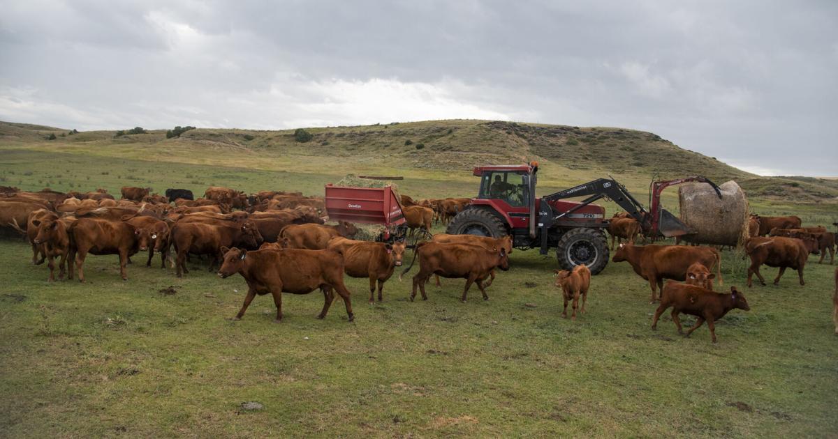 'More than just land': Cattle Creek ranch conserved through GVLT ...