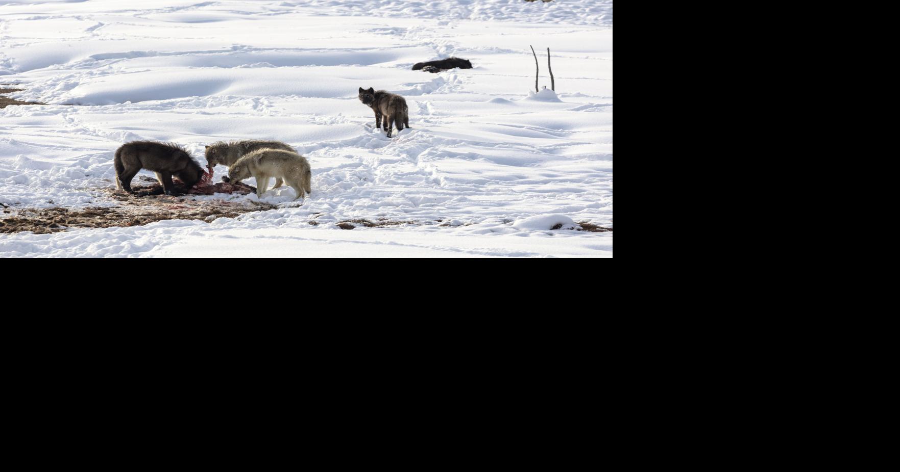 'Social glue': Packs that lose wolves to humans disband more, reproduce ...