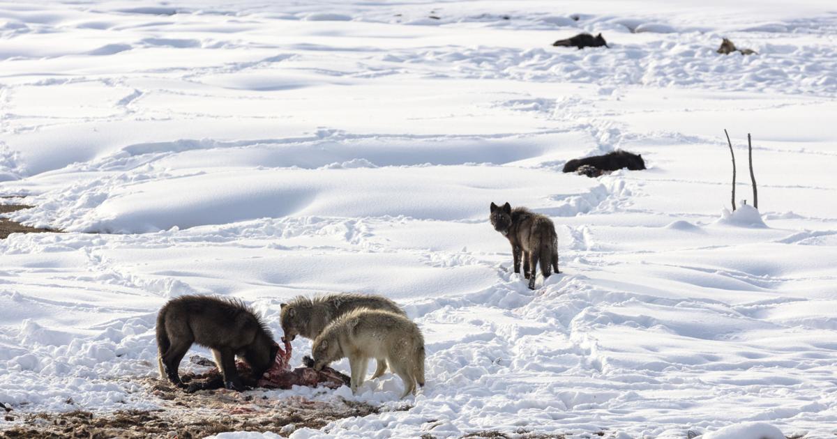Wolves Following Humans 'Social glue': Packs that lose wolves to humans disband more, reproduce ...