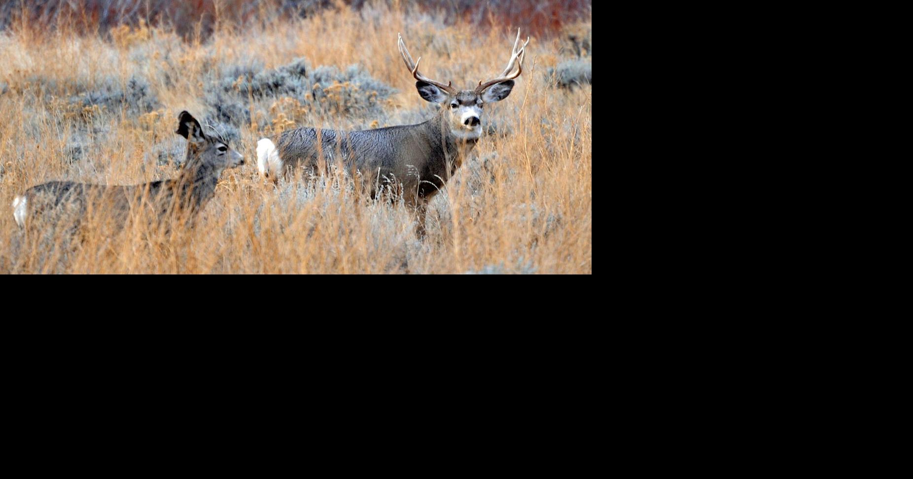 Can Montana balance conservation, hunting to save disappearing mule deer population?
