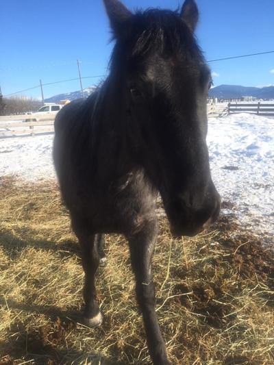 Vet Charges Horses Kept At Msu Were Starving Montana State