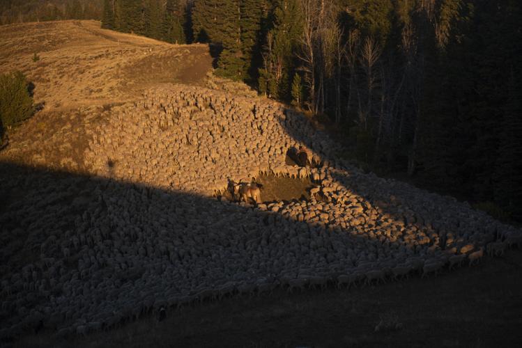 ‘Lost art’: Southwest Montana ranchers hold on to sheep grazing ...