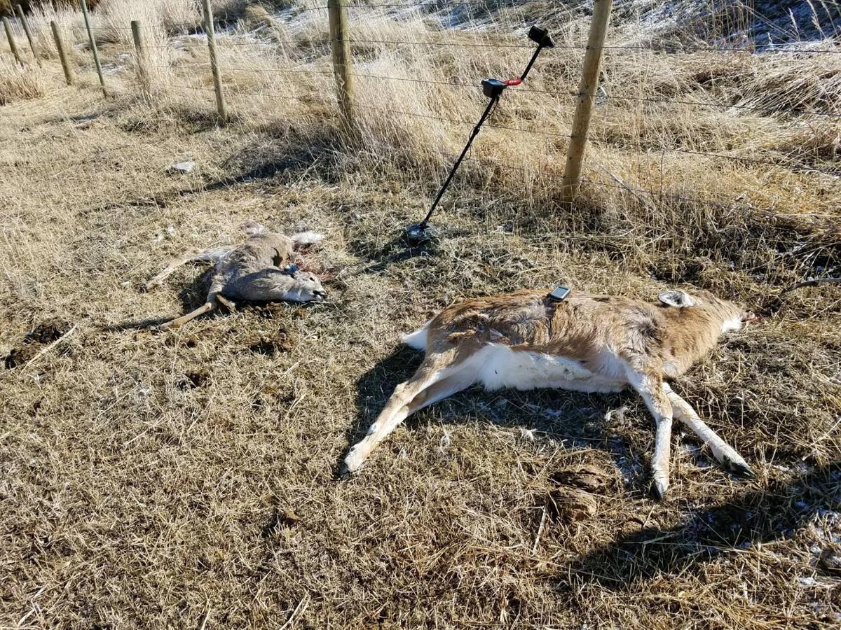FWP looking for information on deer poaching in southwest Montana