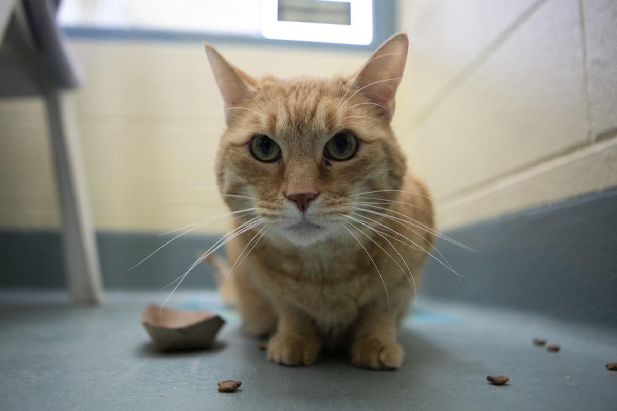 Heart Of The Valley Reaches Cat Capacity News