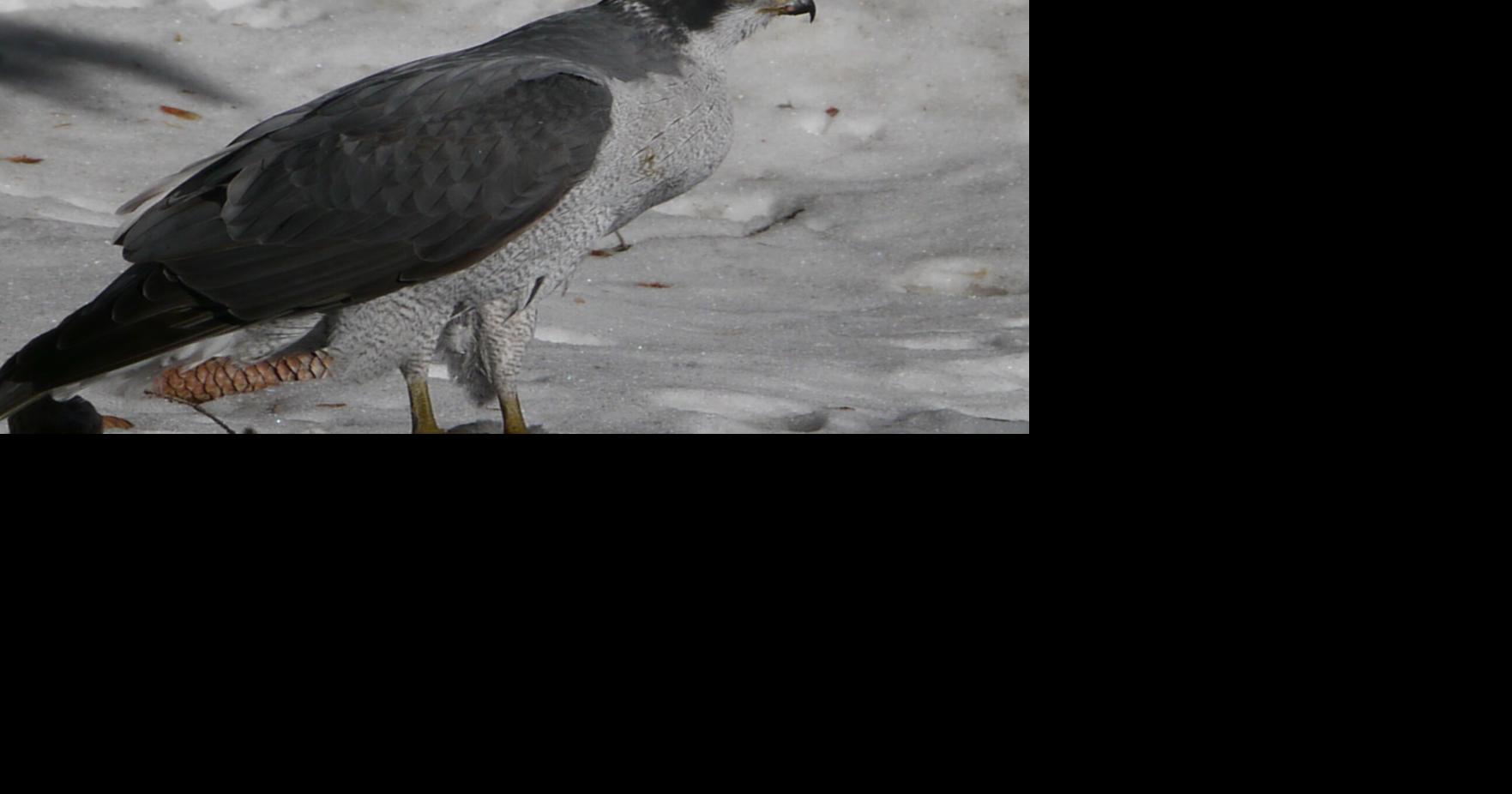 Federal judge halts logging project over failure to monitor goshawk ...