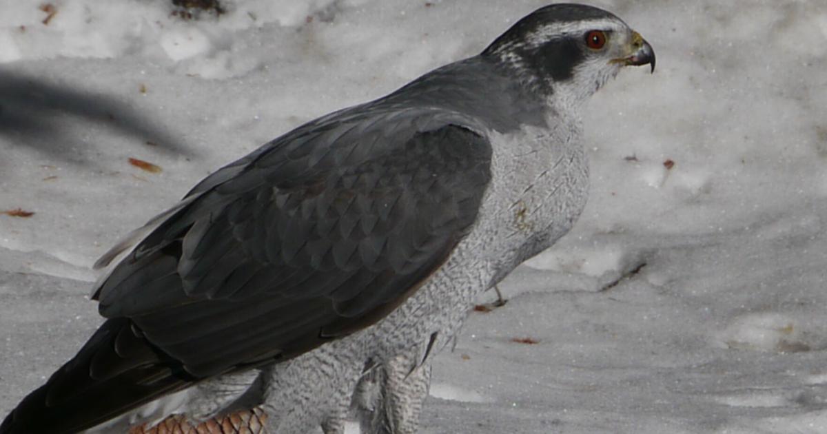 Project Goshawk Federal judge halts logging project over failure to monitor goshawk ...