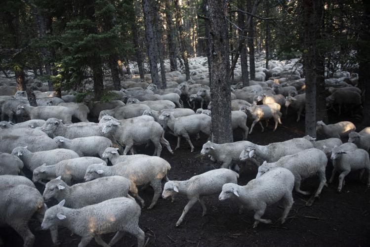 ‘Lost art’: Southwest Montana ranchers hold on to sheep grazing ...