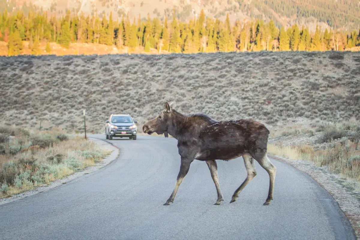 Task Assignment Cartoon Teton County opposes Grand Teton pathway project revived by Trump ...
