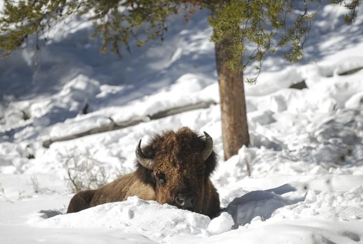 Annual Yellowstone bison cull kills over 1,200 animals; groups