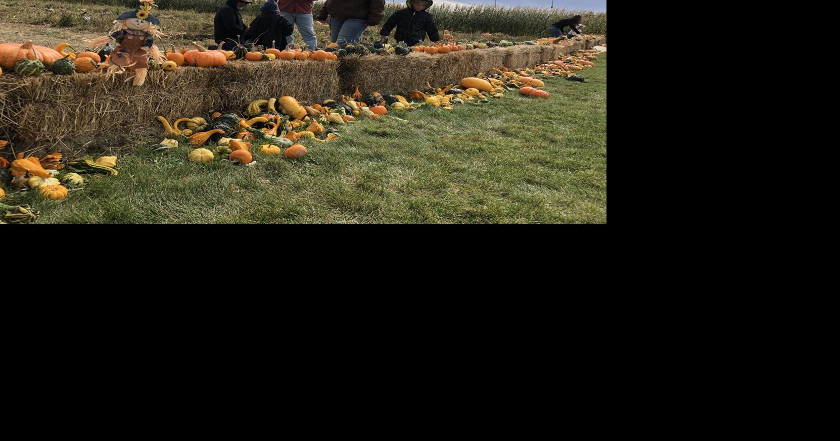 Stevenson Angus hosts 1,300 at annual Pumpkin Patch