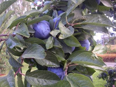 The Best Fruit Tree Varieties Gardening - 