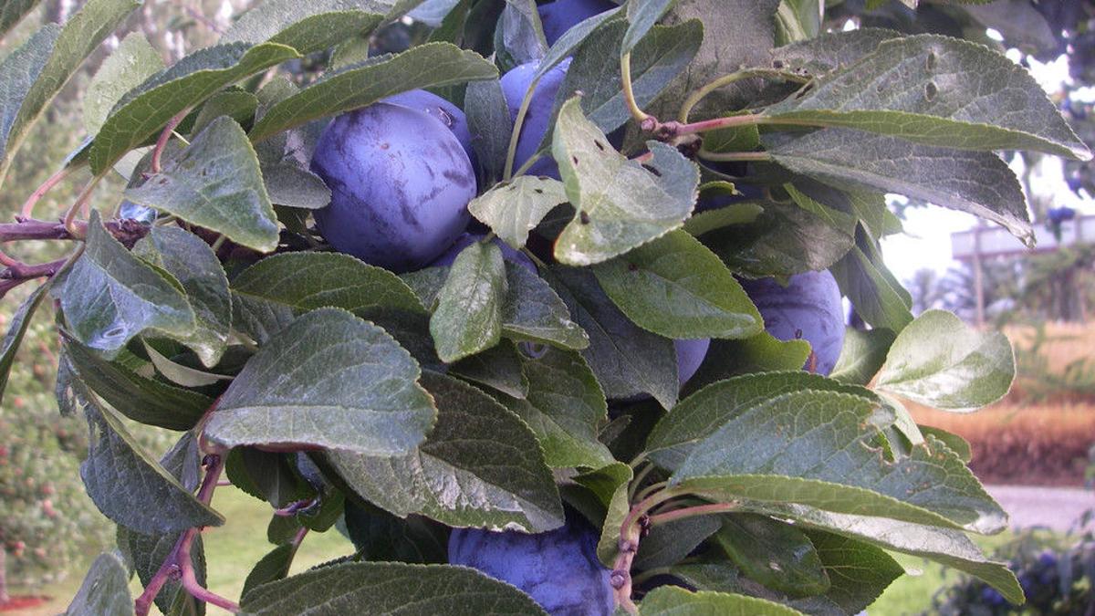 The Best Fruit Tree Varieties Gardening Bozemandailychronicle Com
