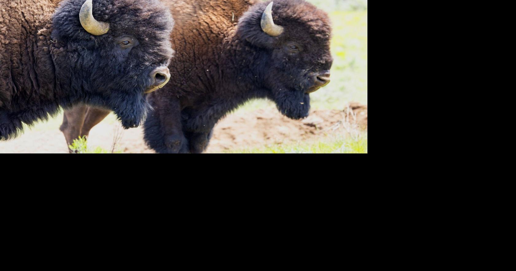 Winter bison herd reduction outlined by Yellowstone | News ...