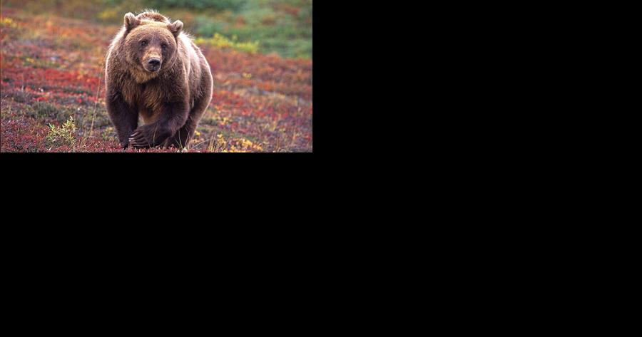 Grizzly bear rule modified by Fish and Wildlife Commission | Environment - Vimarsana News