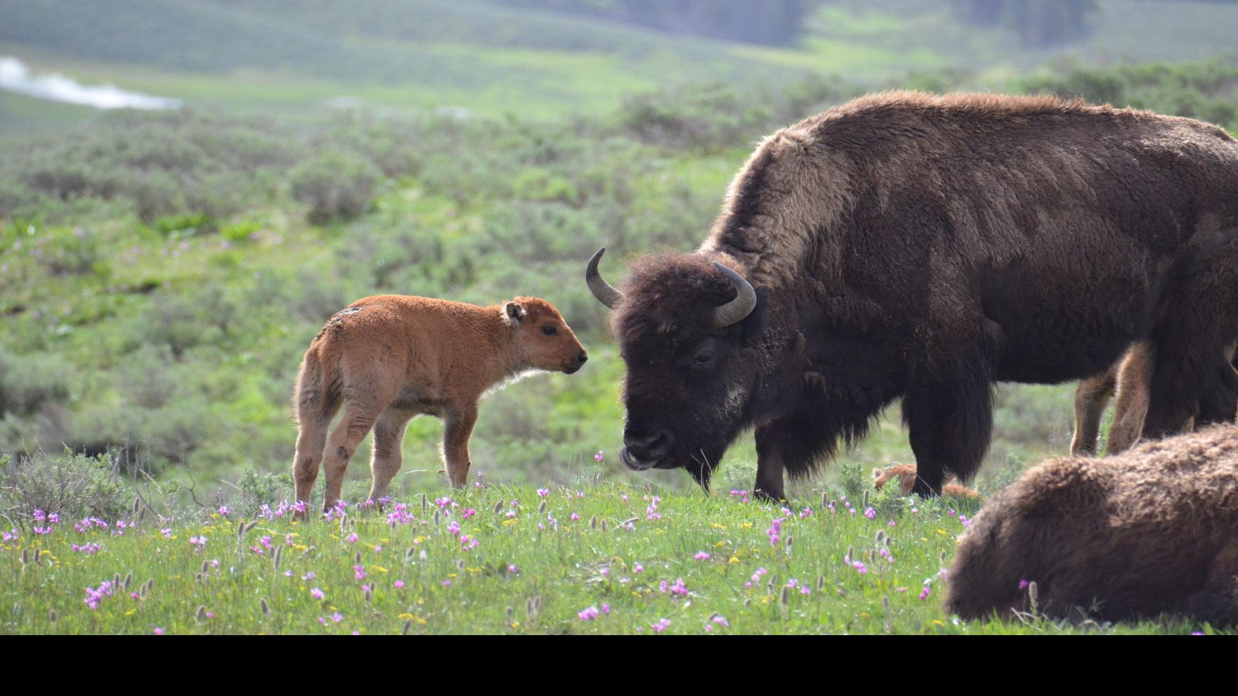 Park Service Forest Service Agree To Supplement Bison Management Plan News Bozemandailychronicle Com