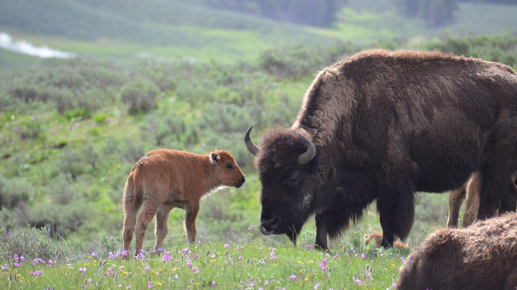 Park Service Forest Service Agree To Supplement Bison Management Plan News Bozemandailychronicle Com Park Service Forest Service Agree To Supplement Bison Management Plan News Bozemandailychronicle Com