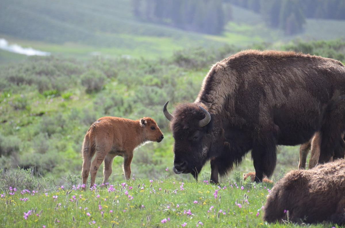 Park Service, Forest Service Agree to Supplement Bison Management Plan