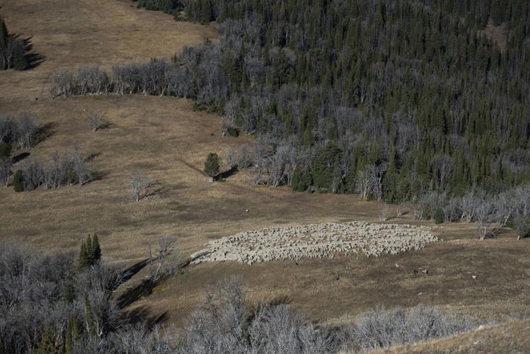 ‘Lost art’: Southwest Montana ranchers hold on to sheep grazing ...