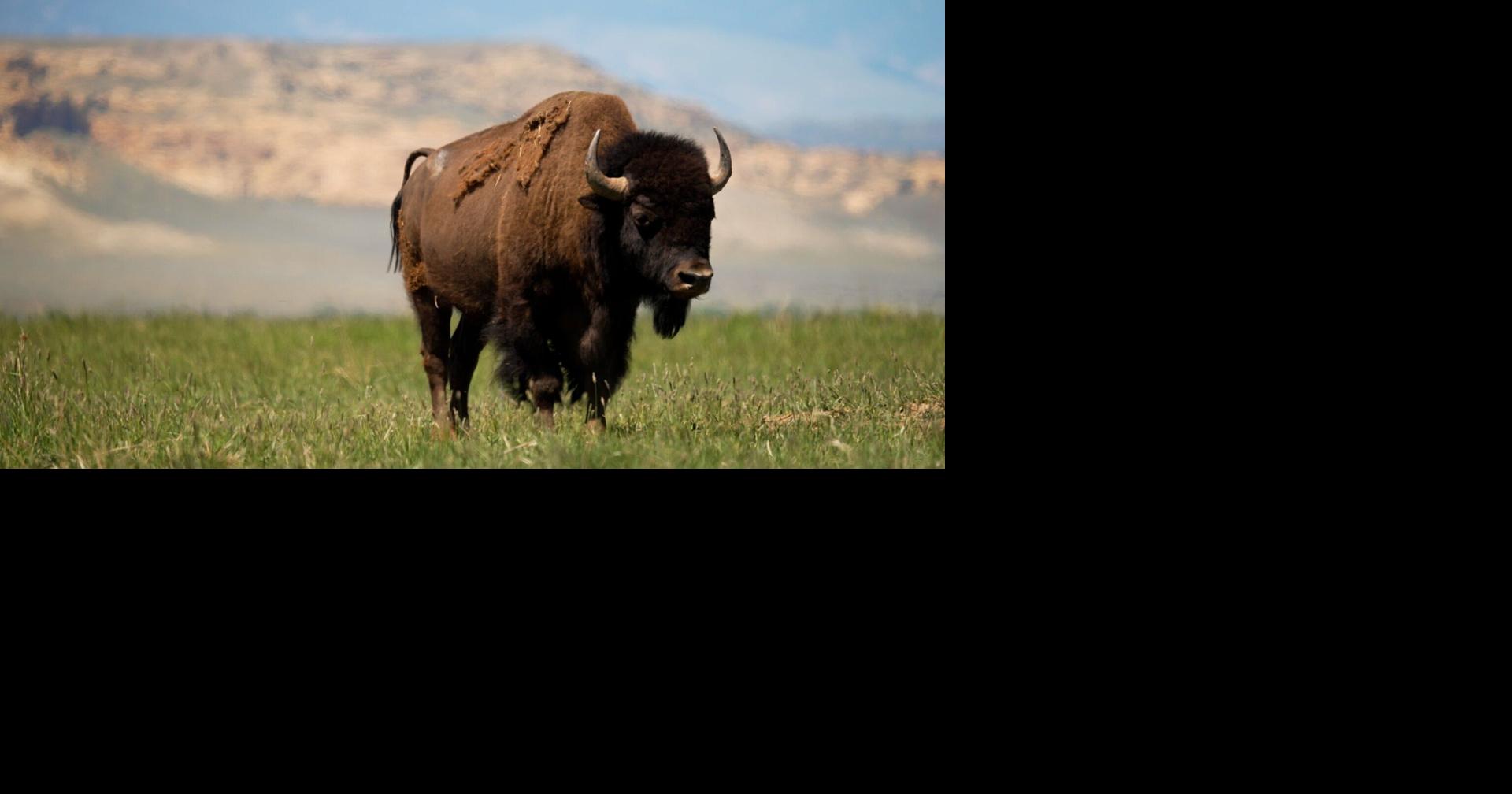 Bison vs. cattle: Montana governor, federal delegation send letter to Interior targeting American Prairie