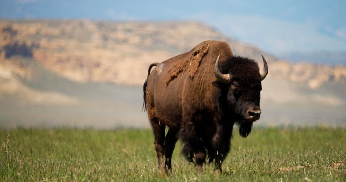 Bison vs. cattle: Montana governor, federal delegation send letter to Interior targeting American Prairie