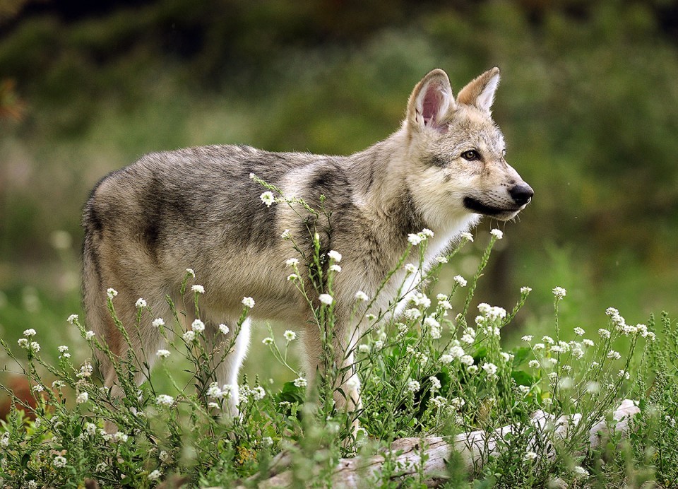 County commissions to comment on wolf depredation proposal | Wildlife