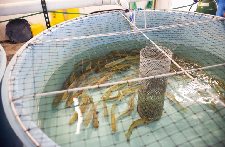 A pleasant spot The Bozeman Fish Technology Center marks its 130th