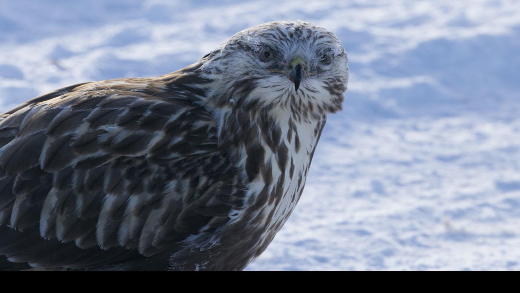 Cold Birds Christmas Bird Counts Offer Birders Wintertime Fun