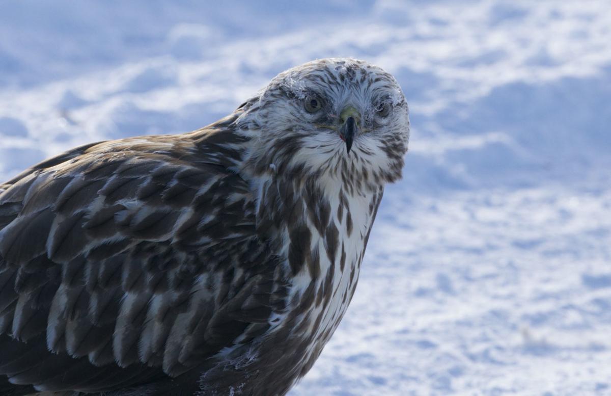 Cold Birds Christmas Bird Counts Offer Birders Wintertime Fun