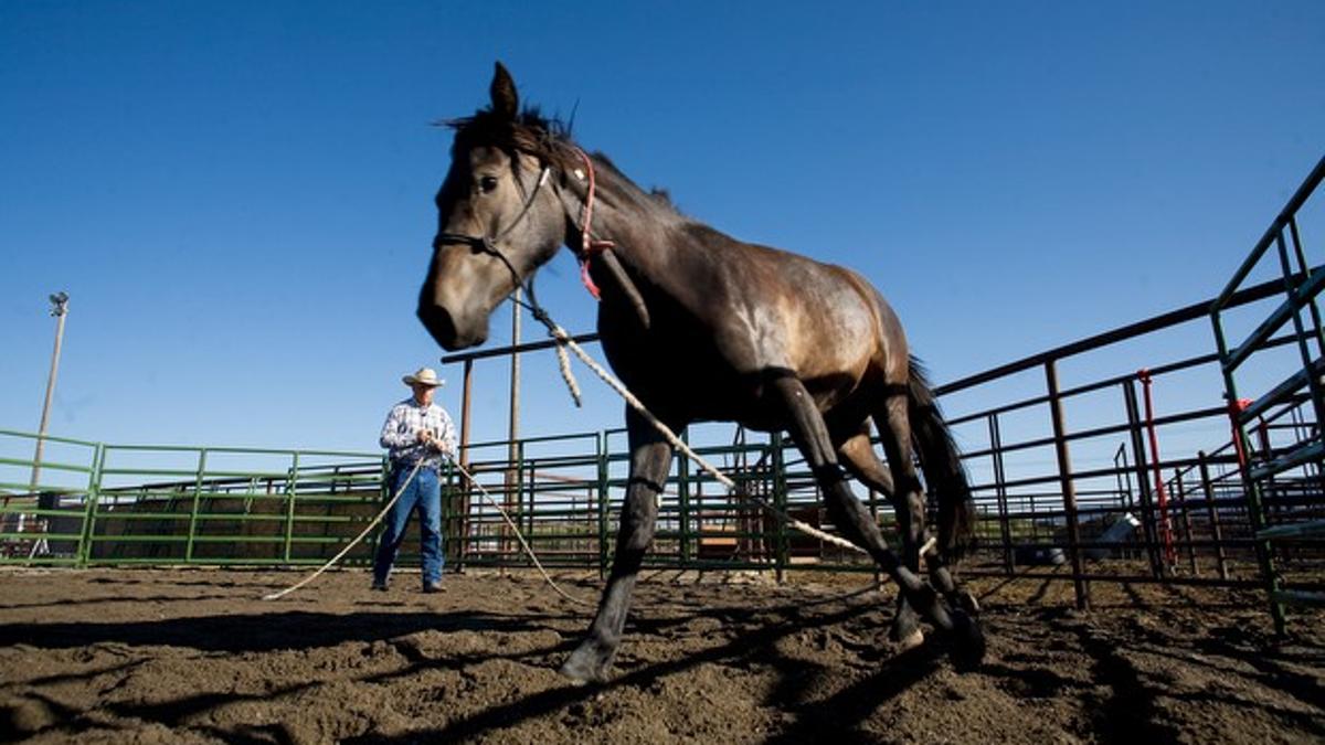 Wild horses trained, adopted at Gallatin County Fairgrounds event ...