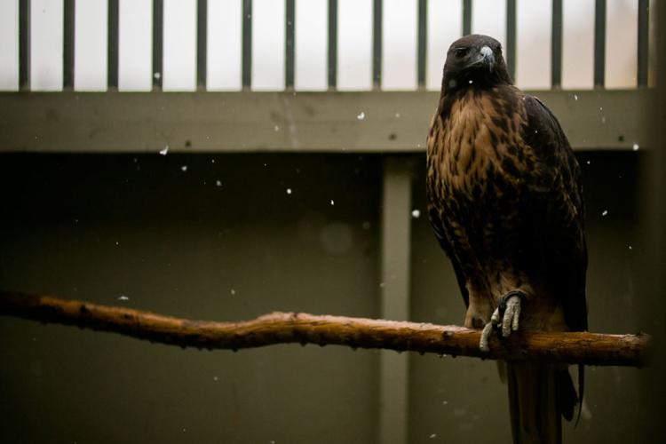 Montana Raptor Conservation Center | Featured | bozemandailychronicle.com