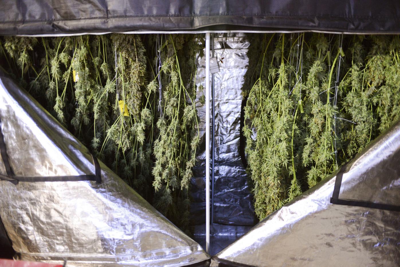 Euphoria Wellness and Soultonix, Recreational Marijuana