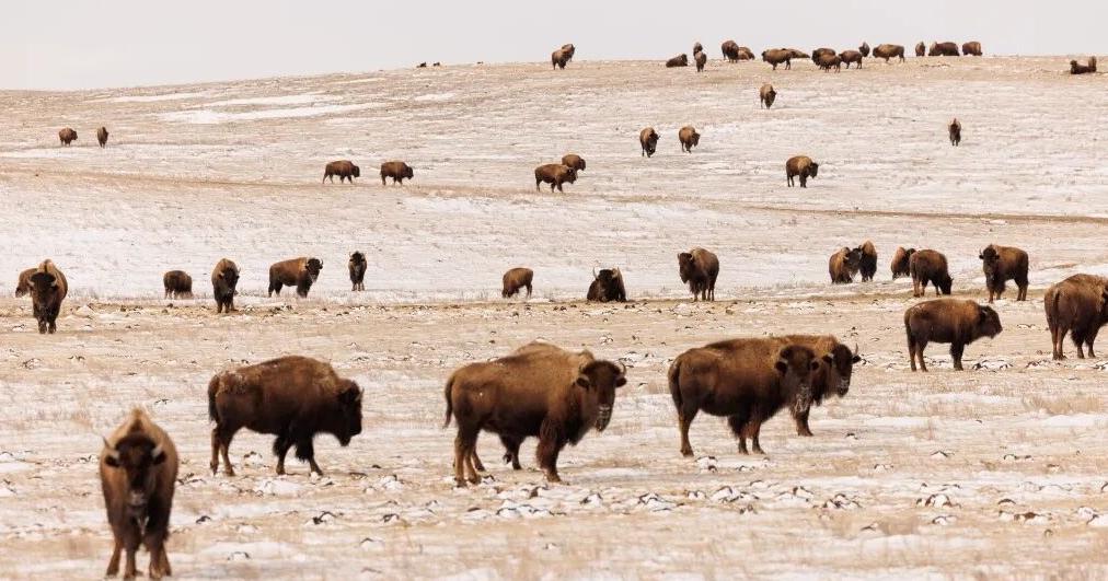 How the Fort Peck Tribes build a bison blueprint