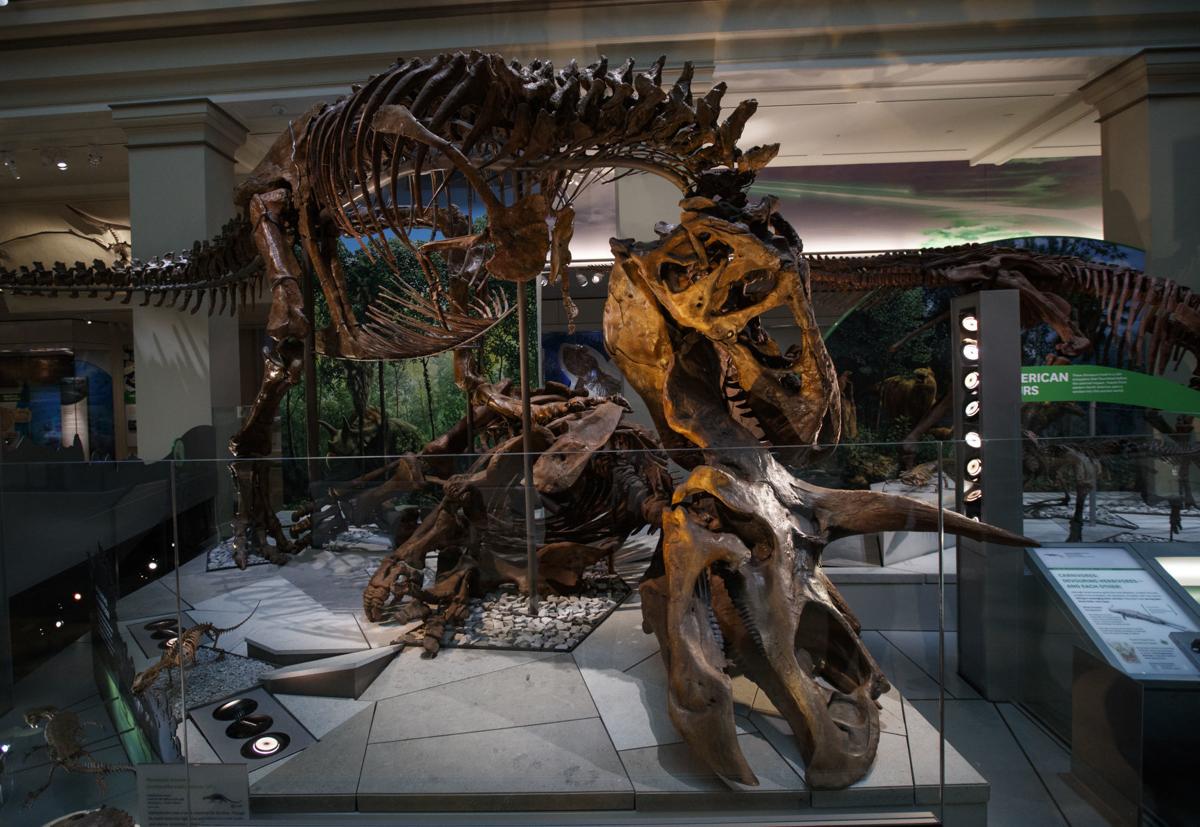 t rex at the smithsonian