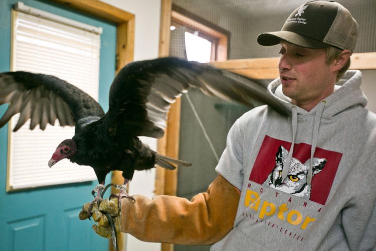 Montana Raptor Conservation Center | Featured | bozemandailychronicle.com