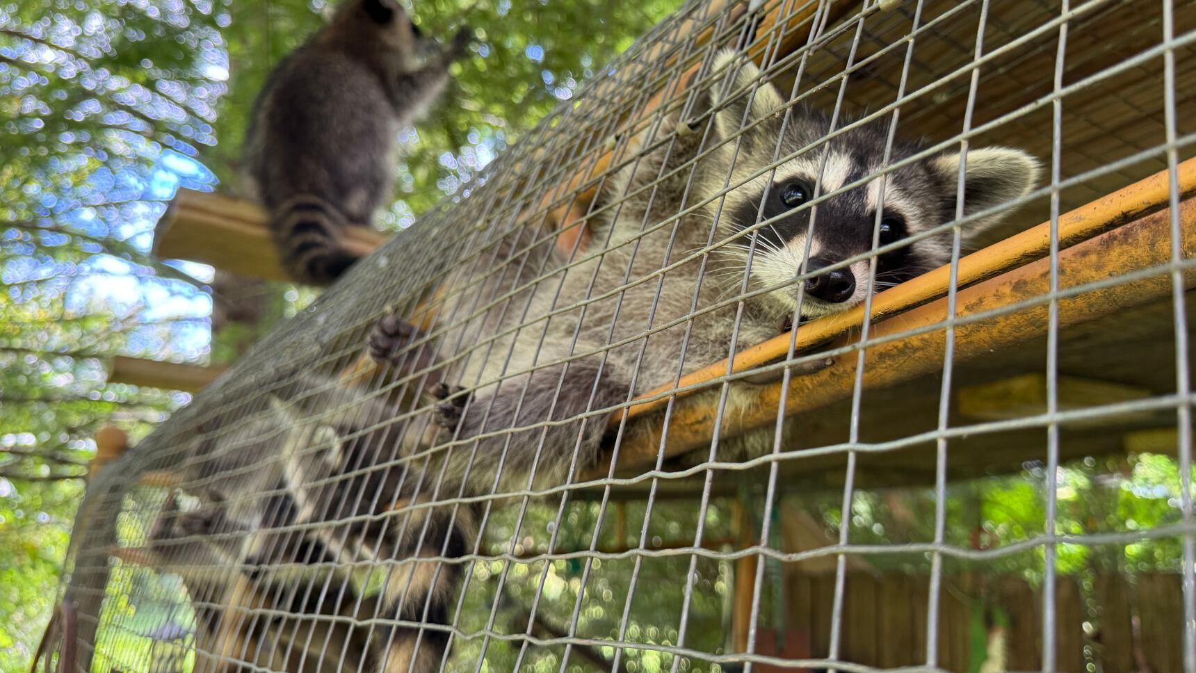 A raccoon boot camp in Mississippi teaches abandoned kits survival skills