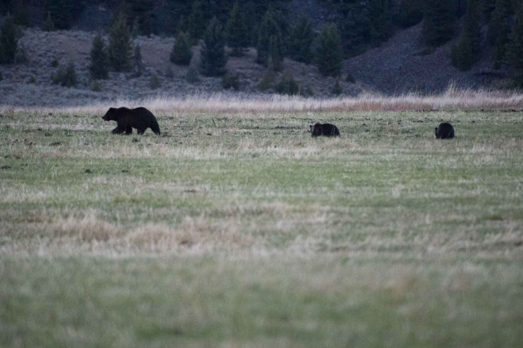 Concerns Abound Over How Montana Might Manage Delisted Grizzlies ...