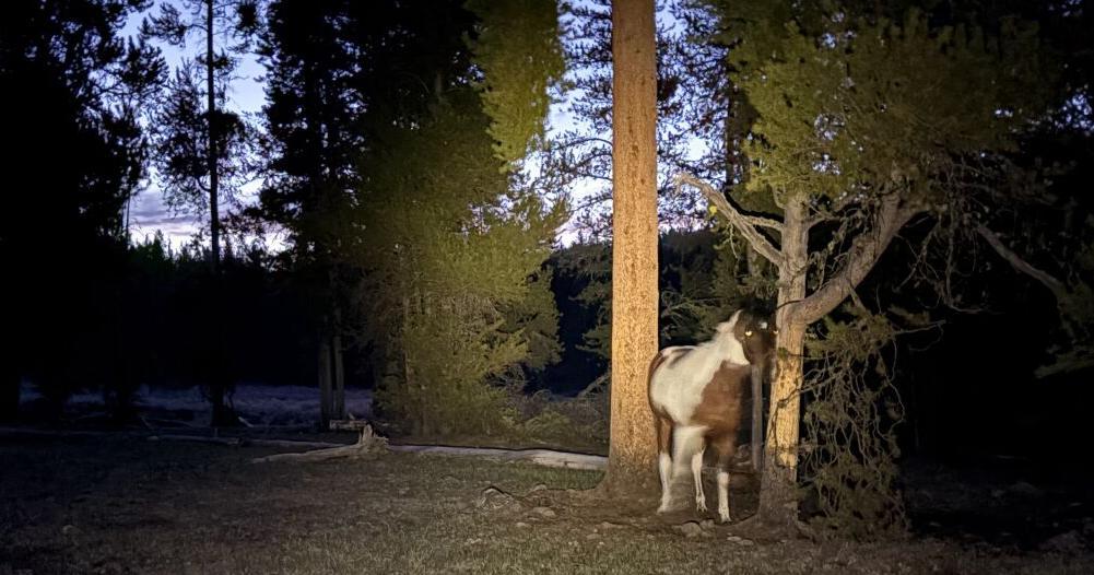 'Tonight the horses sleep standing up': Lessons from five nights deep in the Absaroka-Beartooth Wilderness