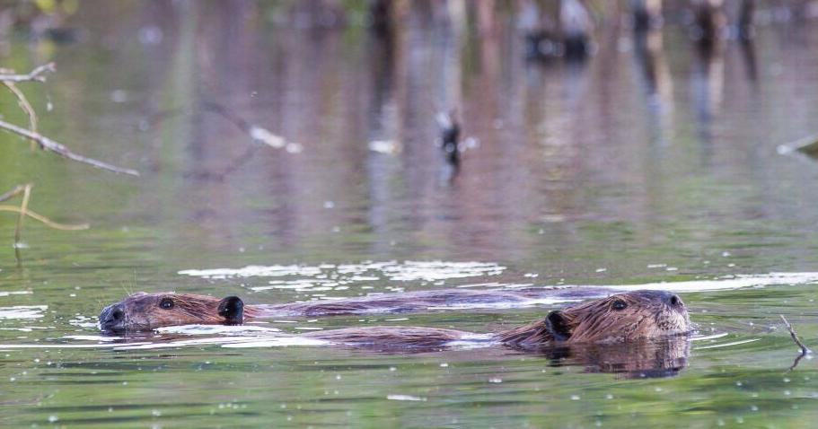 Wolf-generated trophic cascade debate erupts in Yellowstone | Environment - Vimarsana News
